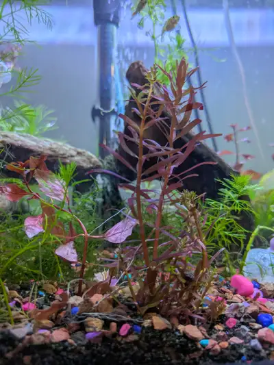 $4 for a longer stem (around 2-3 inches) $2 for shorter ones Pickup st Catharines by the Mandarin Te...