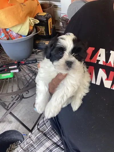 Papaillion-Bichon-Papachon , View more