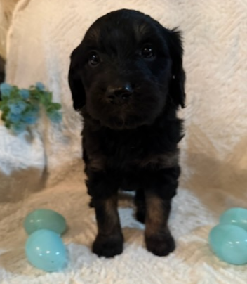 Goldendoodle puppies!, View more
