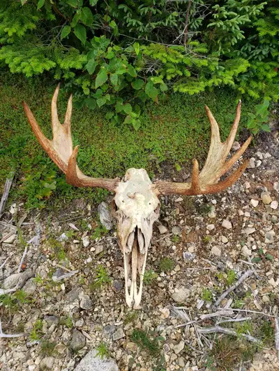 Ant cleaned Moose skull with antlers. Ready for an art project or could be quickly degreased and sea...