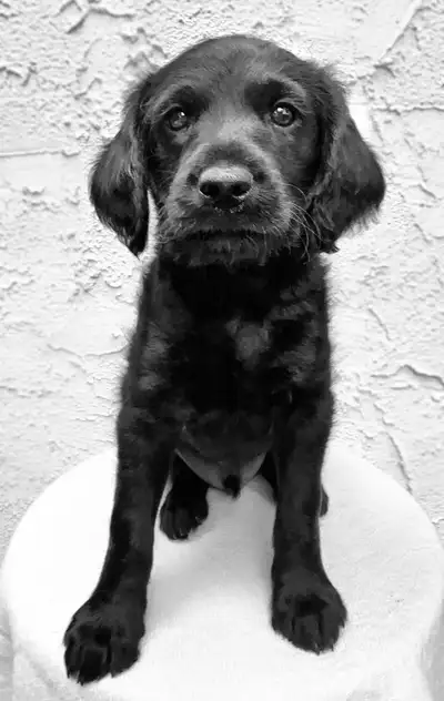 Exceptional F1b Mini Labradoodle—Ready for His Forever Home, View more