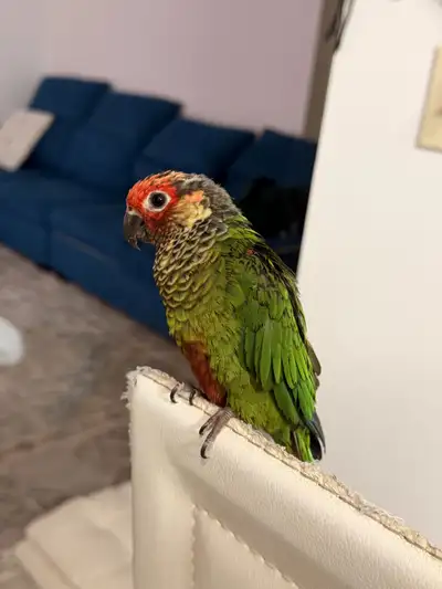 conure bird  , View more