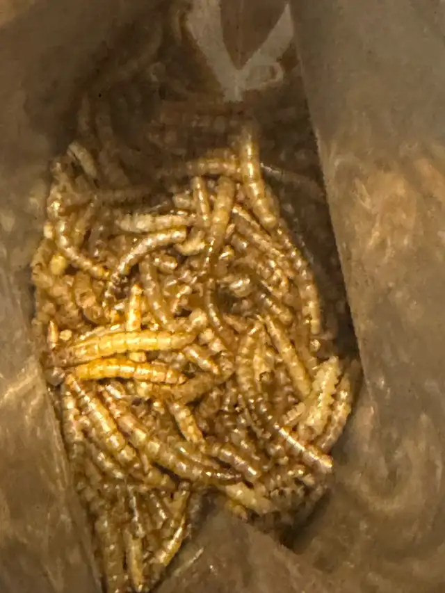 mealworms in Other in City of Toronto - Image 5