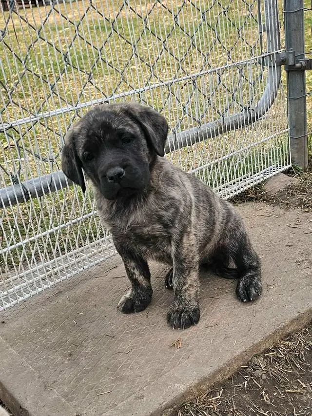 CKC ENGLISH MASTIFF PUPS in Dogs & Puppies for Rehoming in Edmonton - Image 6