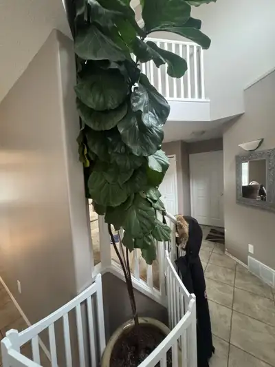 Indoor Plant for sale- Fiddle-Leaf Fig, View more