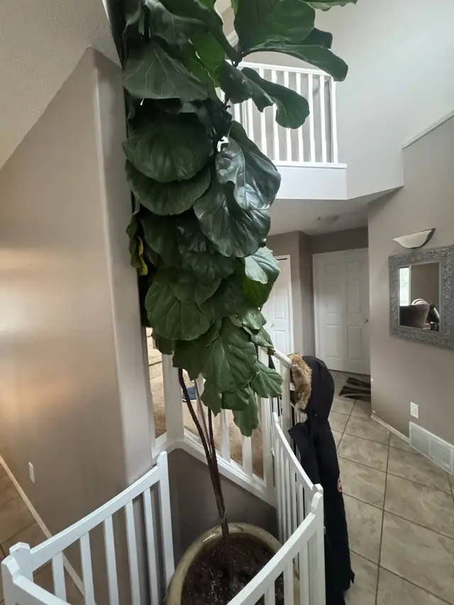 Indoor Plant for sale- Fiddle-Leaf Fig in Home Décor & Accents in Edmonton - Image 2