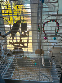 Cockatiel à vendre