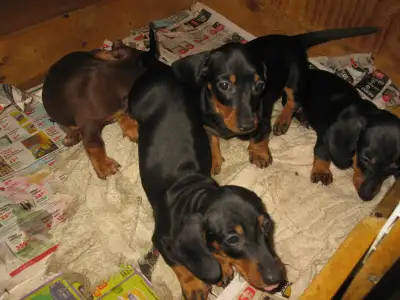 Mini Dachshund Puppies-Shorthaired....2 left!!!, View more