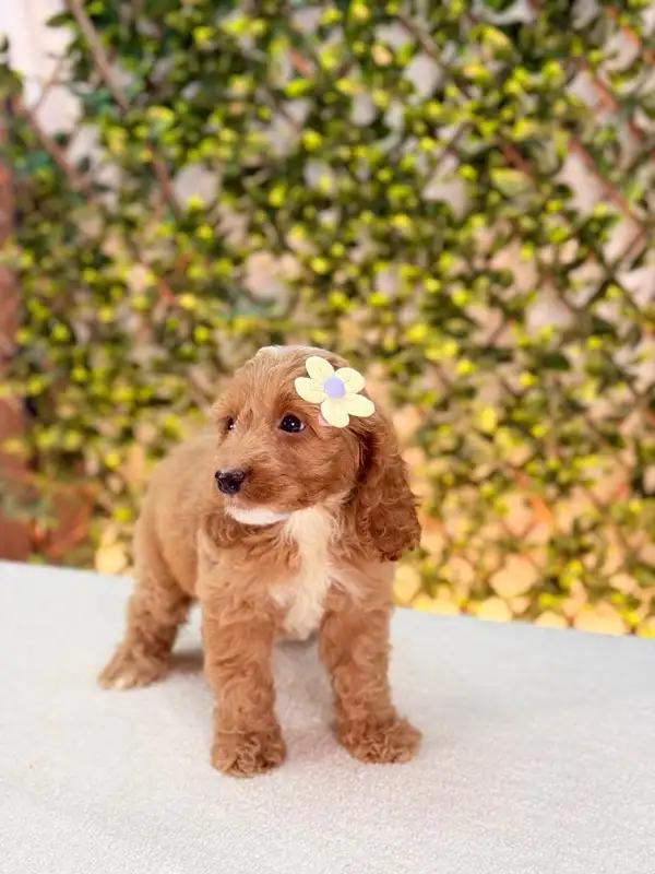 Mini Cockapoo Puppies Ready for New Homes in Dogs & Puppies for Rehoming in Oakville / Halton Region - Image 6