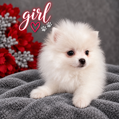 Gorgeous Pomeranian females, View more