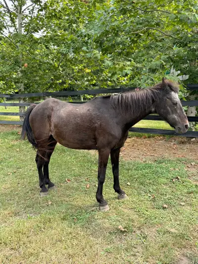 2 older horses  for rehoming, View more