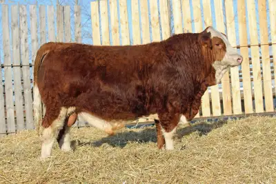 Registered Simmental Yearling Bulls, View more