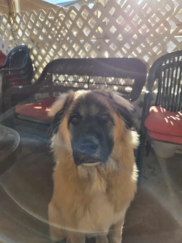 Dog for Rehoming | Dogs & Puppies for Rehoming | Penticton | Free local ...