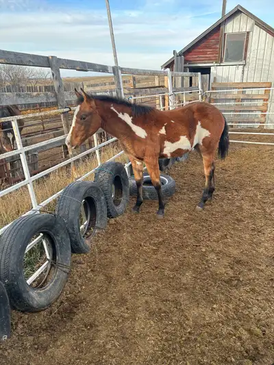 Belgian cross filly , View more