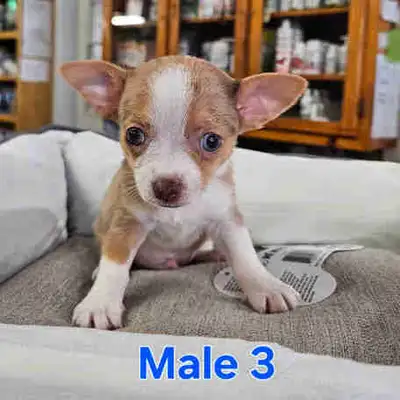Chihuahua, View more