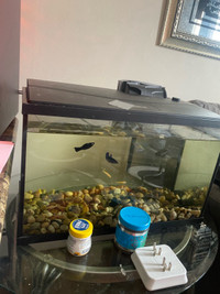 Fish tank +fishes 