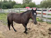 Horse for sale - SOLD