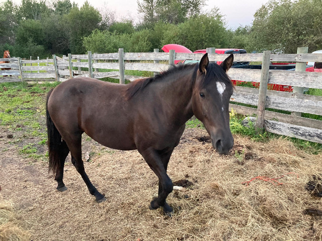 Horse for sale - SOLD in Horses & Ponies for Rehoming in Edmonton