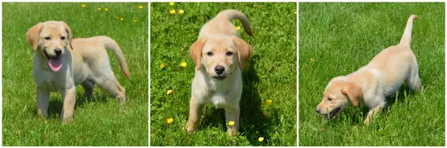 CKC Reg"d Labrador Retriever Puppies in Dogs & Puppies for Rehoming in Stratford - Image 5