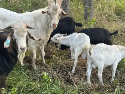 New Zealand Kiko Billy goat STUD, View more