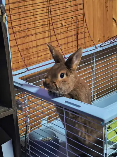 rabbit with all supplies , View more