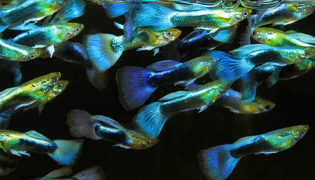 Blue Moscow Guppies in Fish for Rehoming in Mississauga / Peel Region - Image 5