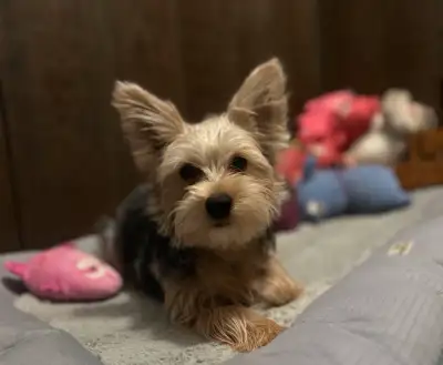 Yorkie Boy ✨, View more