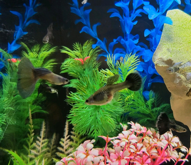 Beautiful adult male and female guppies in Fish for Rehoming in Oshawa / Durham Region - Image 2