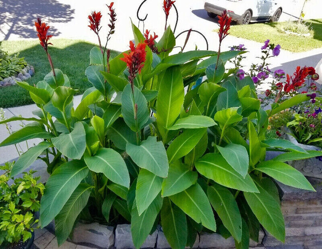 canna-lily-bulbs-plants-fertilizer-soil-mississauga-peel