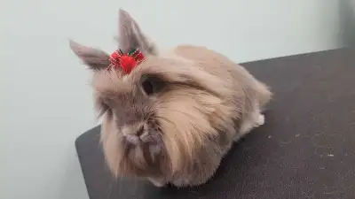 Niki's Pet Grooming- Exotic pet grooming, View more