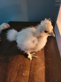 7 wk old silkies