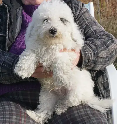 SMALL PUREBRED POODLE PUPPIES - 3 AMIGOS - $799, View more