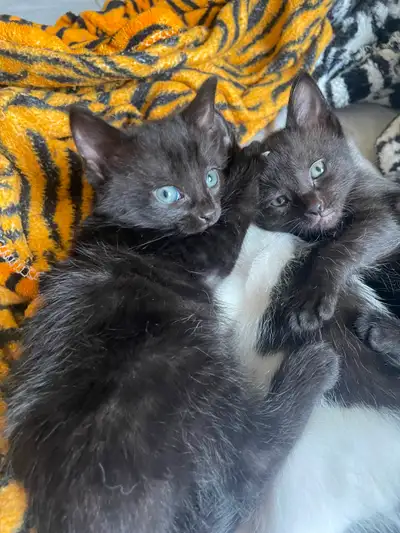 Kittens for sale, View more