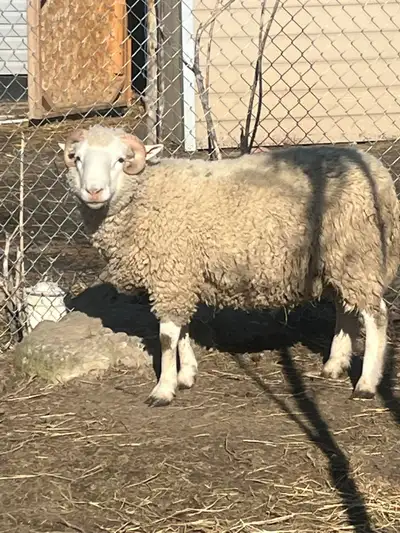 TWO RAMs FOR SALE , View more