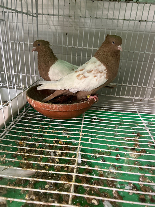 Pigeons  in Birds for Rehoming in Hamilton - Image 2