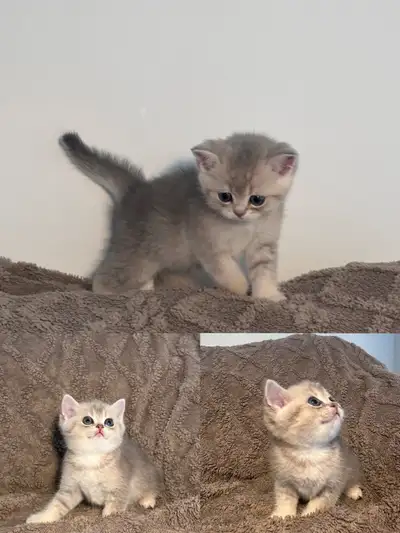 British shorthair kitten rehome, View more