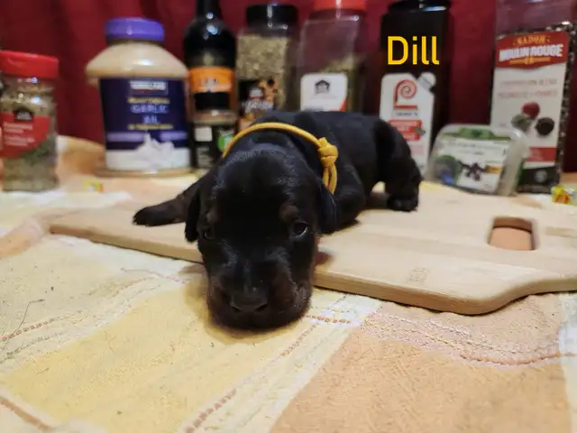 CKC Cropped Purebred European Doberman puppy in Dogs & Puppies for Rehoming in City of Toronto - Image 8