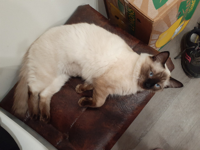 Spayed female Siamese cat in Cats & Kittens for Rehoming in Kamloops