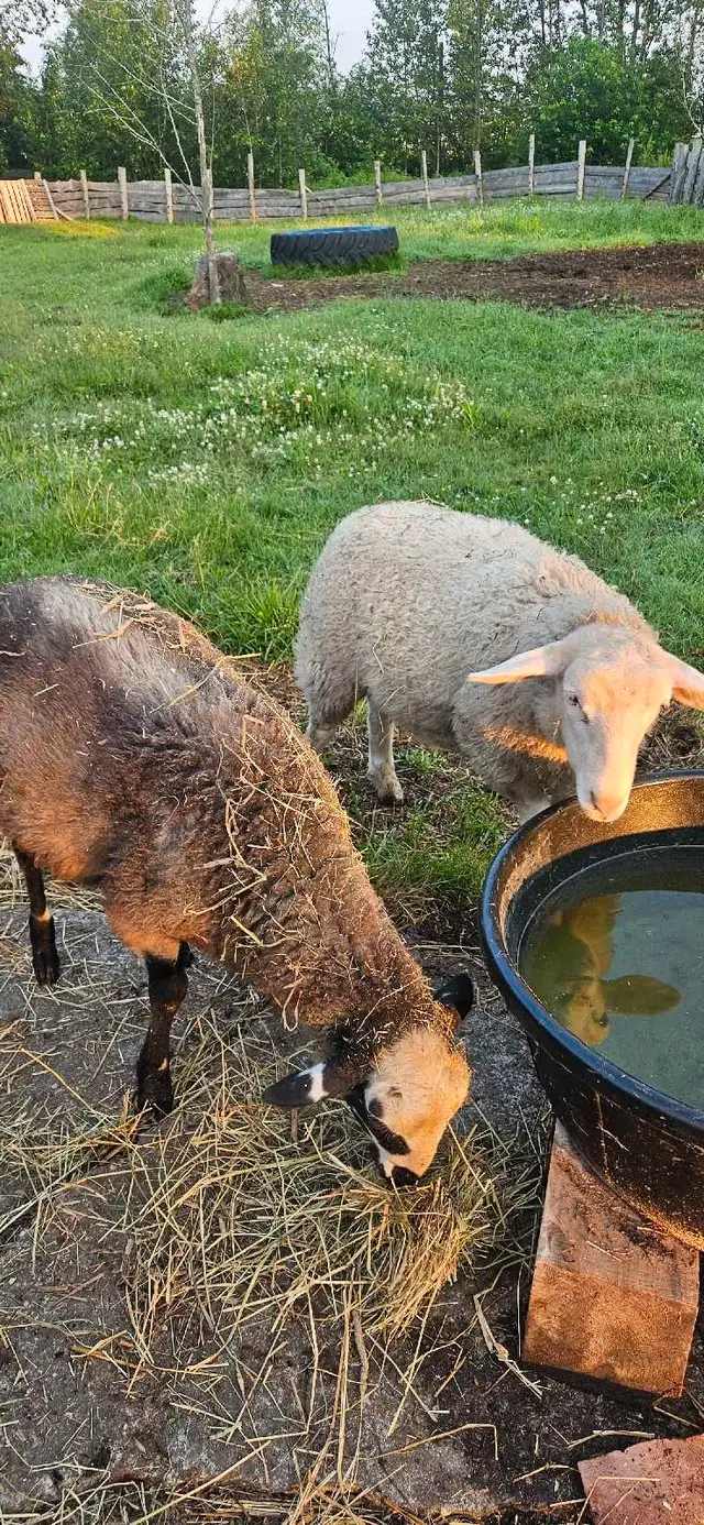romanov,polypay lambs in Other in Edmundston - Image 4