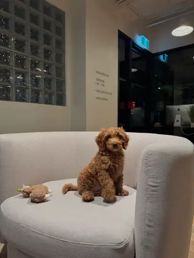 We have a sweet 13-week-old male miniature Cockapoo currently looking for his forever home. He is fr...