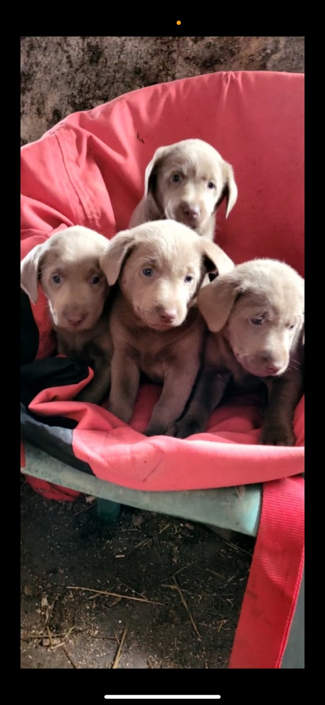 Purebred silver labs  in Dogs & Puppies for Rehoming in North Bay - Image 4