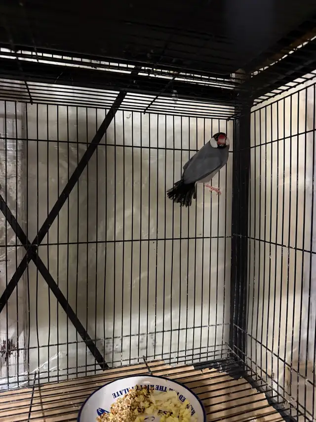 Java breeding pair  in Birds for Rehoming in Abbotsford - Image 3