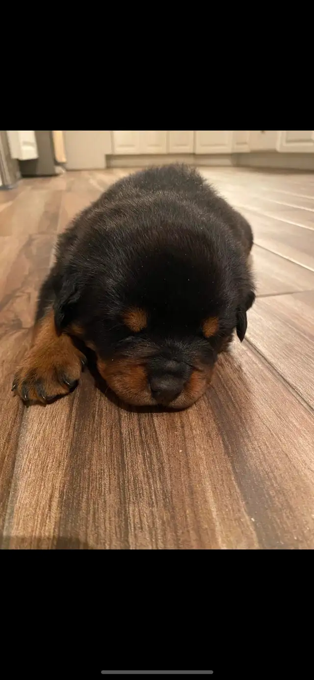 Rottweiler in Dogs & Puppies for Rehoming in Longueuil / South Shore - Image 4