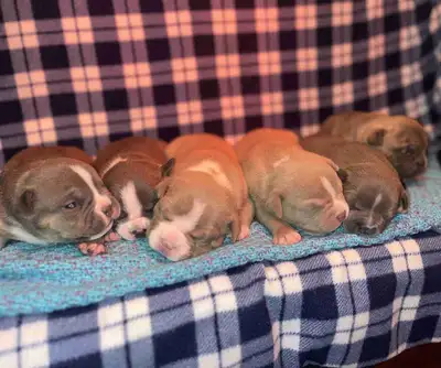 Bull dog puppies, View more