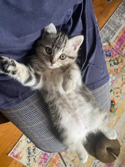 81 ads for tabby in Cats & Kittens for Rehoming in Toronto (GTA