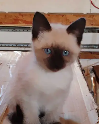 chatons Ragdoll à adopter , View more