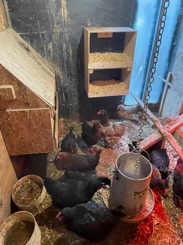 Chicken & ducks for sale in Livestock in La Ronge