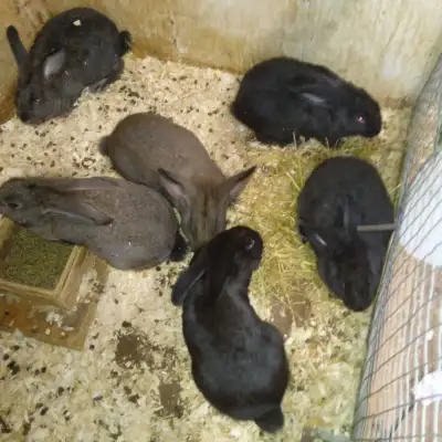 Flemish Giant x Continental bunnies, View more