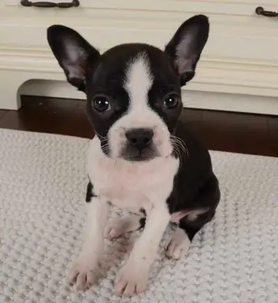 AMAZING Frenchton / Froston Puppies - French Bulldog x Boston, View more