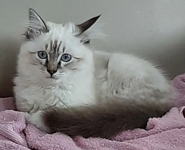 RARE Purebred Birman kittens